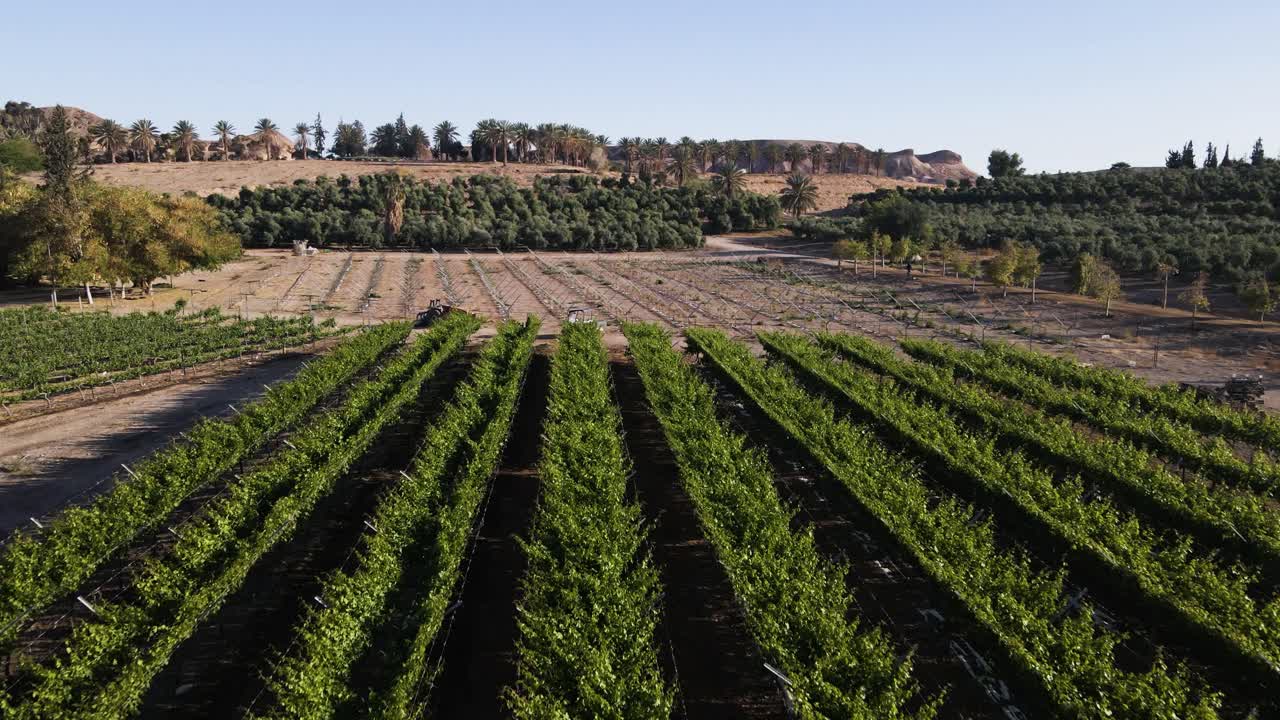 Tree plantation in Neaot Smadar in Israel, low angle drone view