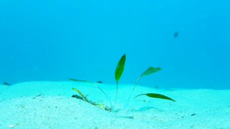 La-Plantación-De-Pastos-Marinos-Bajo-El-Agua-En-Un-área-Del-Fondo-Del-Océano-Que-Necesita-Rejuvenecimiento