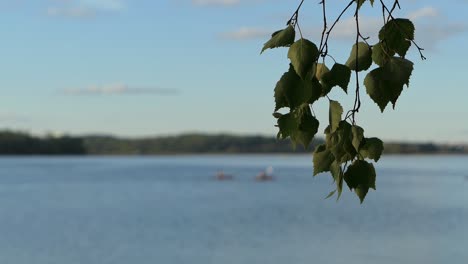 Birch-leaves-branch-against-sea-view,-kayaks-in-background-in-summer