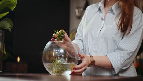 woman repotting an air plant in a glass bowl