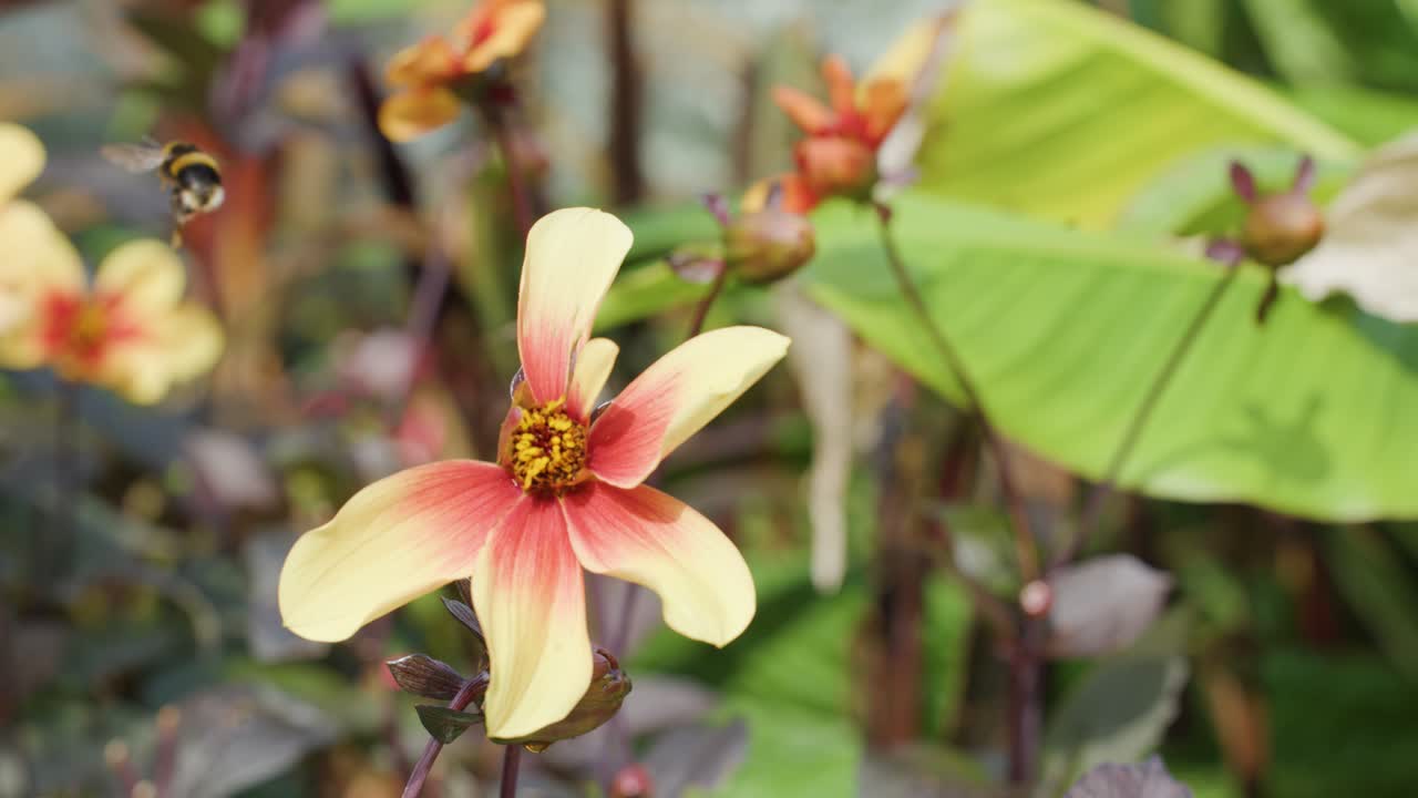 A bumblebee lands on a red and yellow flower, actively feeding and collecting pollen in a lush garden setting with natural daylight and steady camera focus