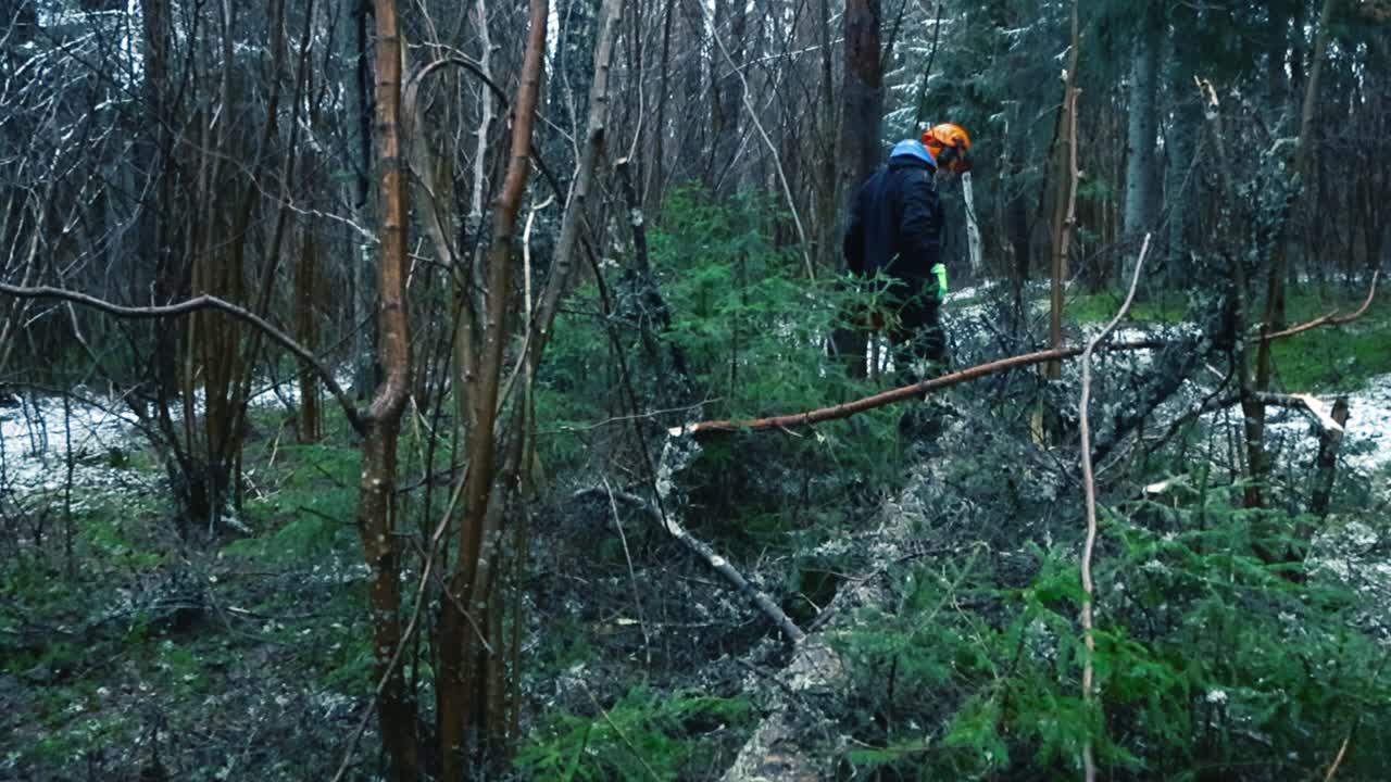 Worker in safety gear cuts a fallen tree with a chainsaw in a snowy winter forest, showing forestry labor, land management and wood clearing activity