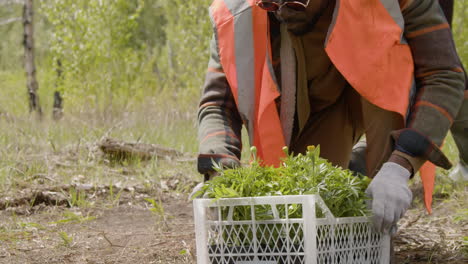 attivista ecologista afroamericano che prende piccoli alberi da una scatola per piantarli nella foresta