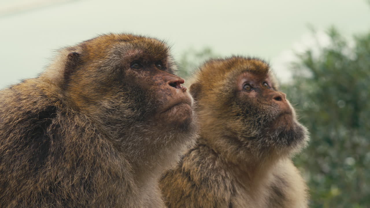 Due macachi di Barberia in primo piano che sembrano chiamarsi a vicenda sulla Rocca di Gibilterra, fotografati con luce naturale soffusa e bassa profondità di campo.