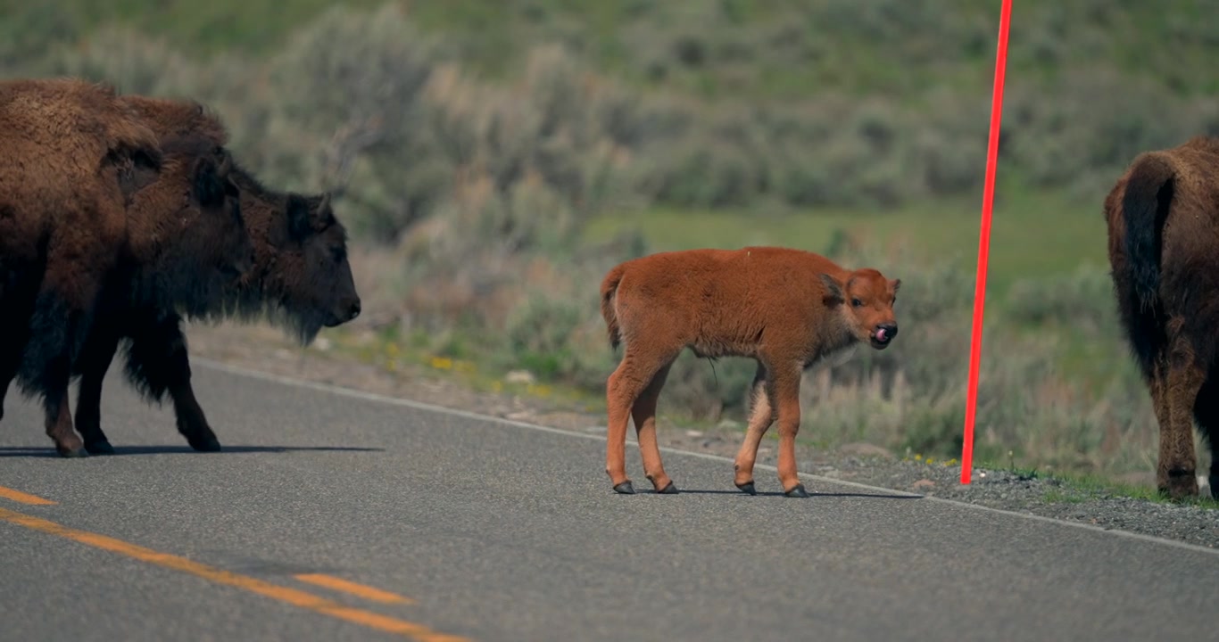 Una mandria di bisonti può essere vista attraversare la strada a Yellowstone