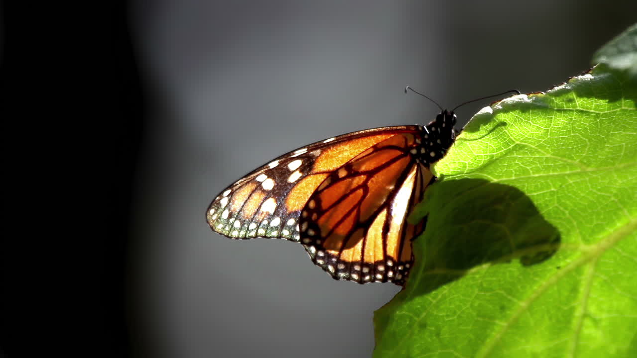 las mariposas monarca en el santuario natural de méxico