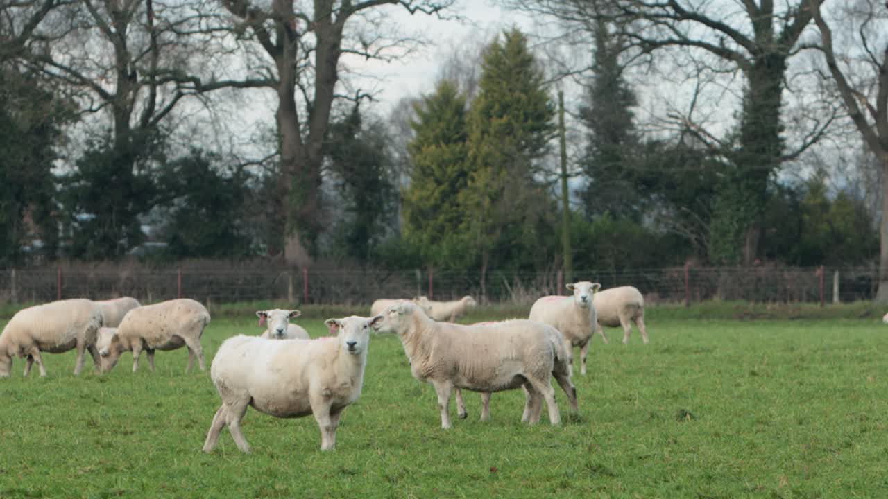 Pecore in un campo erboso in pieno inverno. Staffordshire, Regno Unito