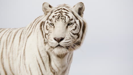 white tiger standing stoicly on blue sky background