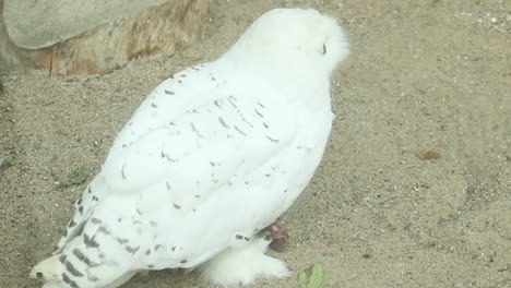 búho blanco comiendo carne en el suelo