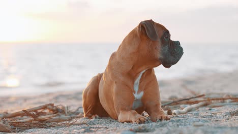 boxer dog relaxing on the beach at sunset