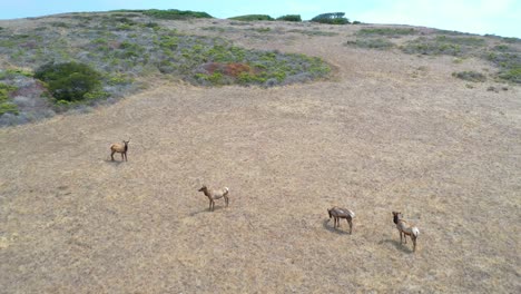 Retire-La-Toma-Aérea-De-La-Vida-Silvestre-De-Los-Ciervos-Alces-Pastando-En-Una-Ladera-Remota-De-California-Central-Para-Revelar-Montañas-Y-Colinas-Costeras-Remotas