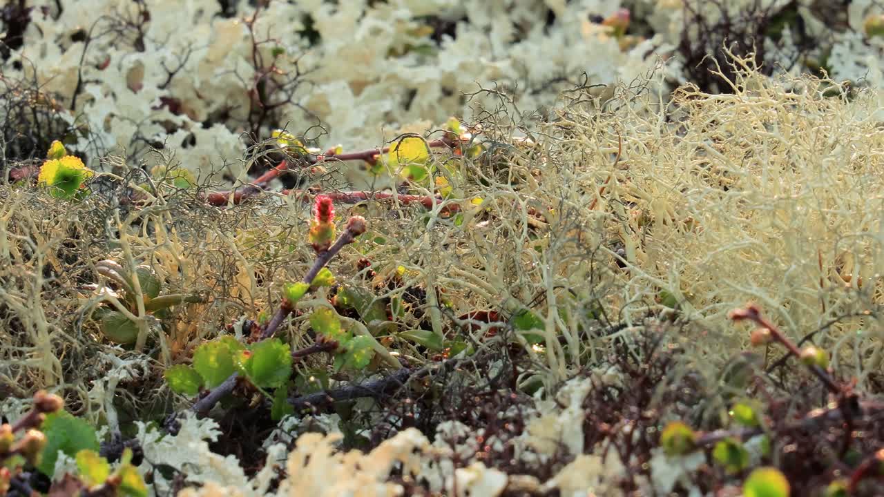 cladonia rangiferina, también conocida como liquen de copa de renos.