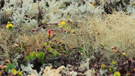 Arctic-Tundra-lichen-moss-close-up.-Found-primarily-in-areas-of-Arctic-Tundra,-alpine-tundra,-it-is-extremely-cold-hardy.-Cladonia-rangiferina,-also-known-as-reindeer-cup-lichen.