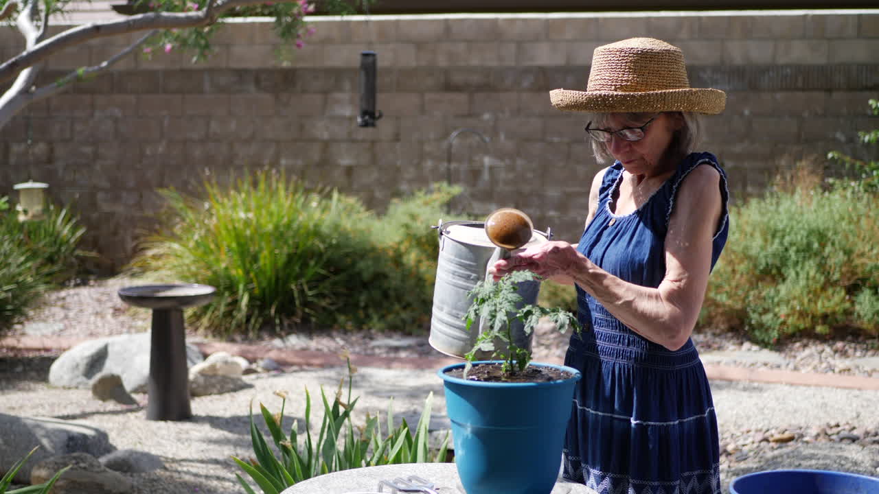 A beautiful old woman gardener watering an organic tomato plant with a sun hat and blue dress SLOW MOTION