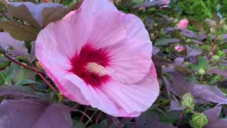 gran hermosa flor vívida moviéndose ligeramente en el viento de cerca