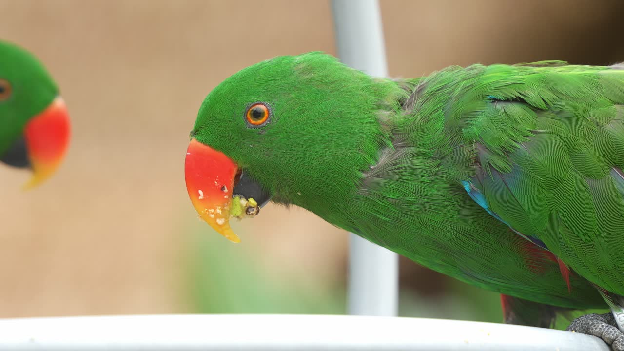 뒷마당에서 과일, 씨 및 채소 혼합물을 먹는 수 몰루카 에클렉투스 (eclectus roratus) 의 근접 촬영