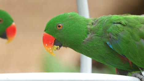 fotografía de cerca de un macho de eclectus moluccan, ecleectus roratus alimentándose de una mezcla de frutas, semillas y verduras en el patio trasero