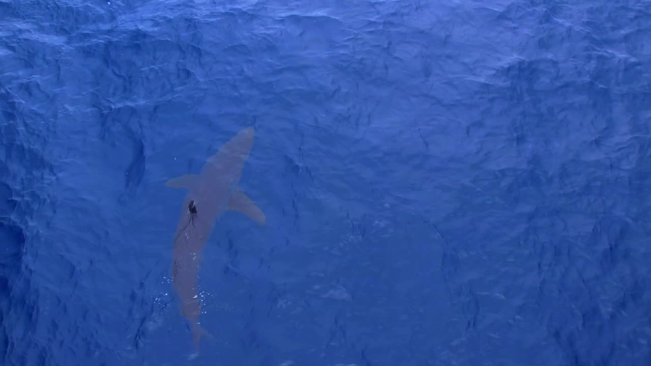 vista aérea de un gran tiburón mako de aleta corta cazando en las aguas del sur de california cerca del muelle de san clemente