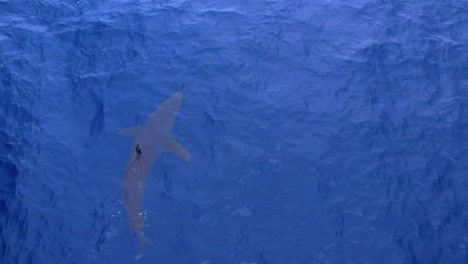 Vista-Aérea-De-Un-Gran-Tiburón-Mako-De-Aleta-Corta-Cazando-En-Las-Aguas-Del-Sur-De-California-Cerca-Del-Muelle-De-San-Clemente