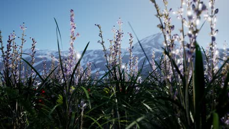 Lavendelfeld-Mit-Blauem-Himmel-Und-Bergdecke-Mit-Schnee