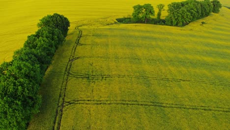 vista panorámica del floreciente campo de colza en el sur de polonia