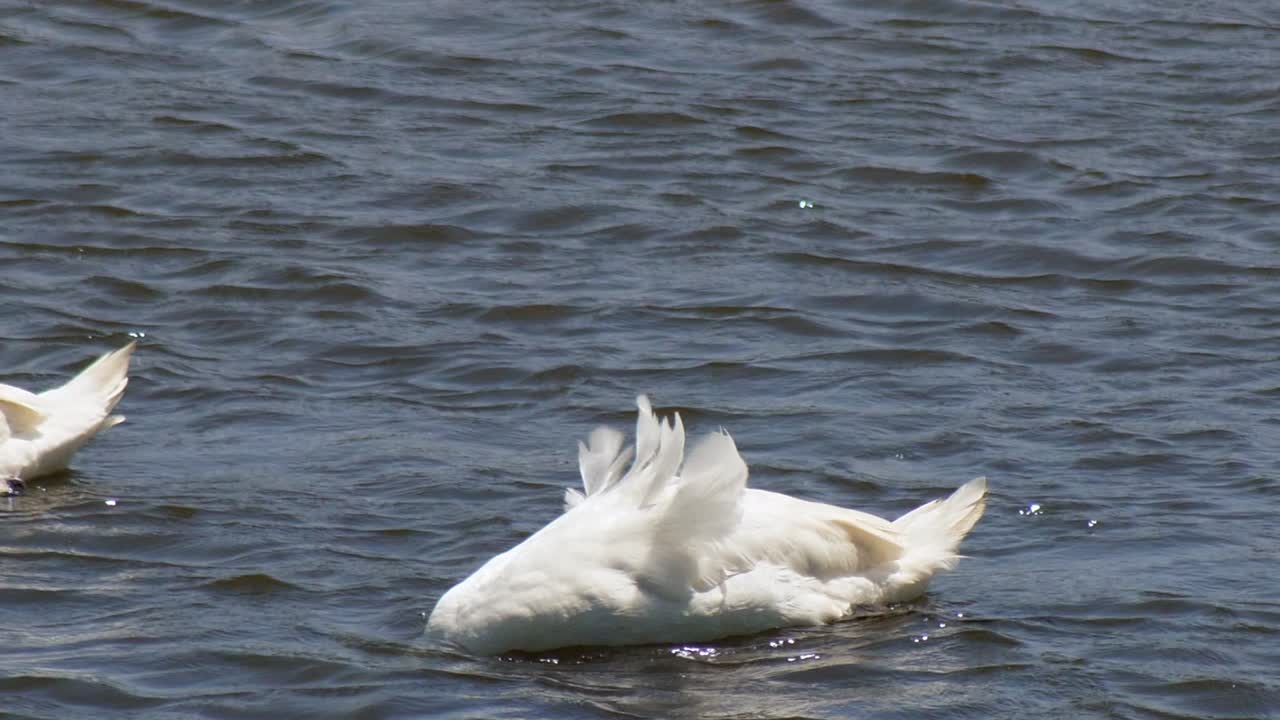 cerca de un cisne nadando en el tiro, sumergiendo su cabeza en el agua agitada