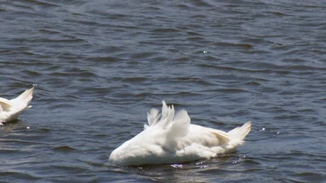 Nahaufnahme-Eines-Schwans,-Der-In-Die-Aufnahme-Hineinschwimmt-Und-Seinen-Kopf-In-Das-Unruhige-Wasser-Taucht