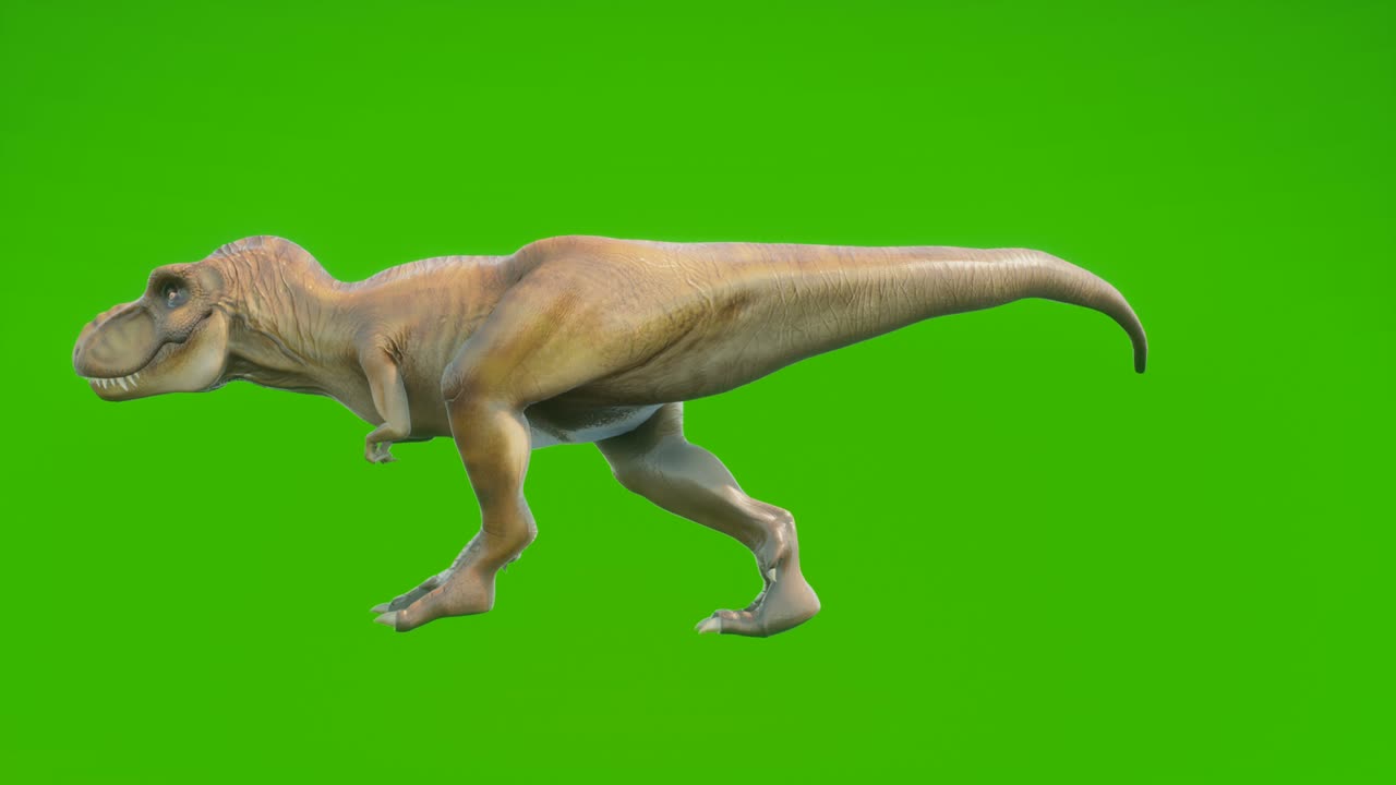 dinosaurio enojado t-rex camina en una animación sin costuras en bucle. reptil frente a la pantalla verde. animación para fondos históricos, naturales y animales.