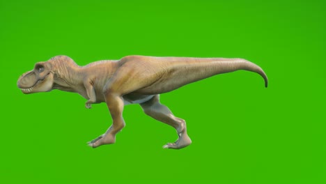 dinosaurio enojado t-rex camina en una animación sin costuras en bucle. reptil frente a la pantalla verde. animación para fondos históricos, naturales y animales.