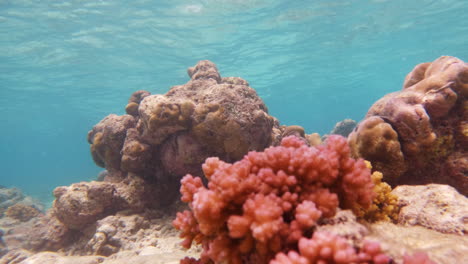 Filmische-Unterwasseraufnahme-Leuchtend-Roter-Und-Gelber-Korallen-In-Zeitlupe,-4k,-120-Fps-In-Klarem-Wasser-An-Einem-Hellen-Und-Sonnigen-Tag