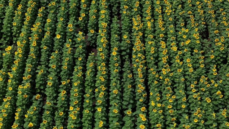 Rows of vibrant sunflowers grow in a vast agricultural field captured from an aerial perspective during a bright summer day.