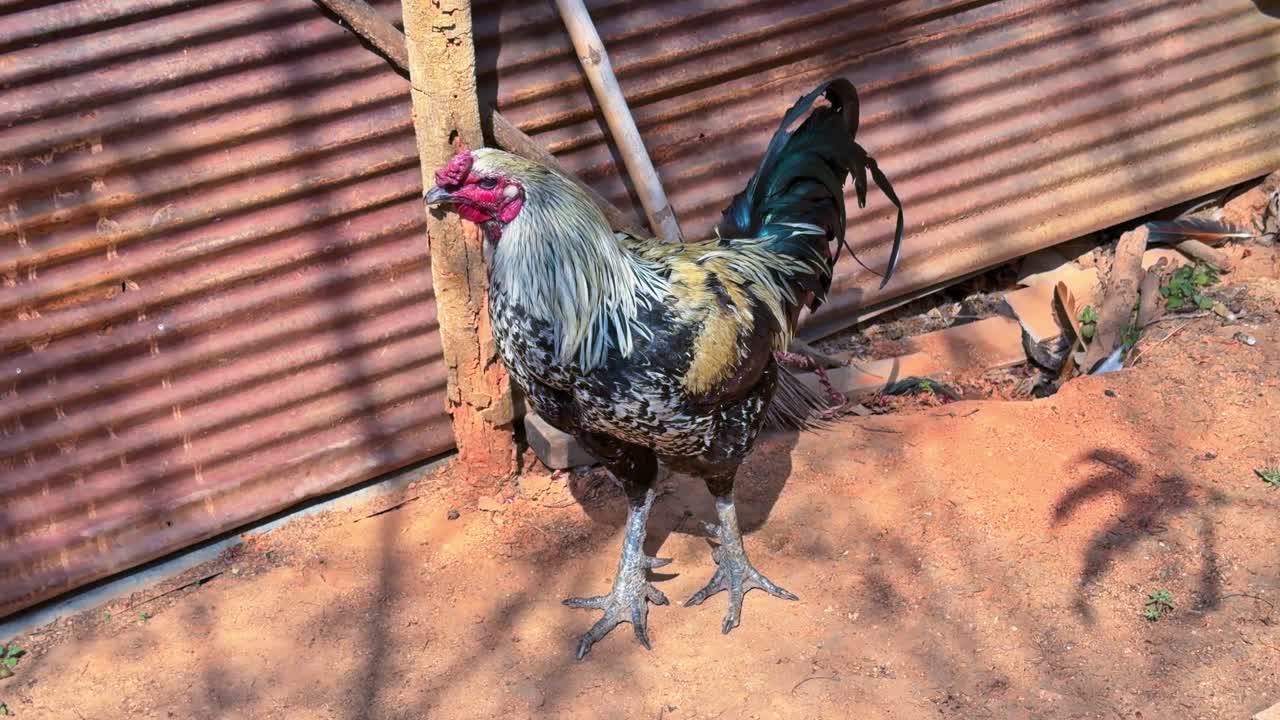 Gallina domestica nel villaggio di Khun Chang Khian, vicino a Chiang Mai, Thailandia. Primo piano.