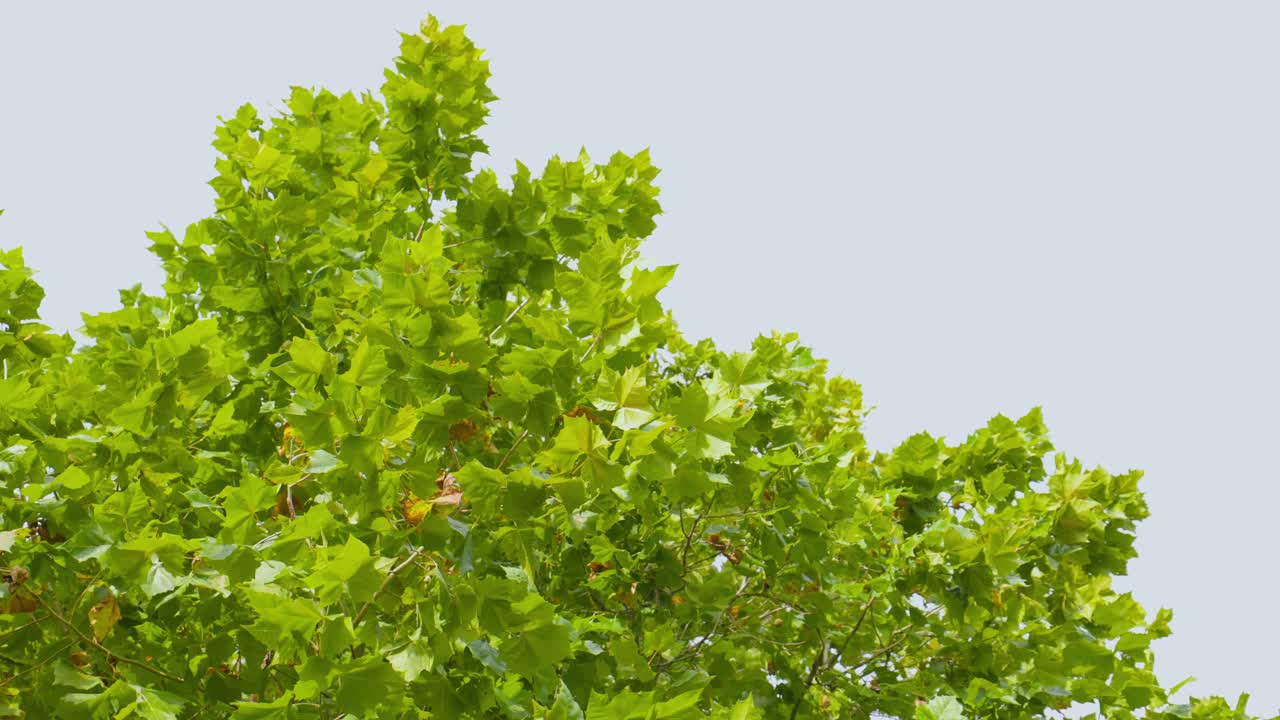 Vibrant tree leaves gently blowing in the wind