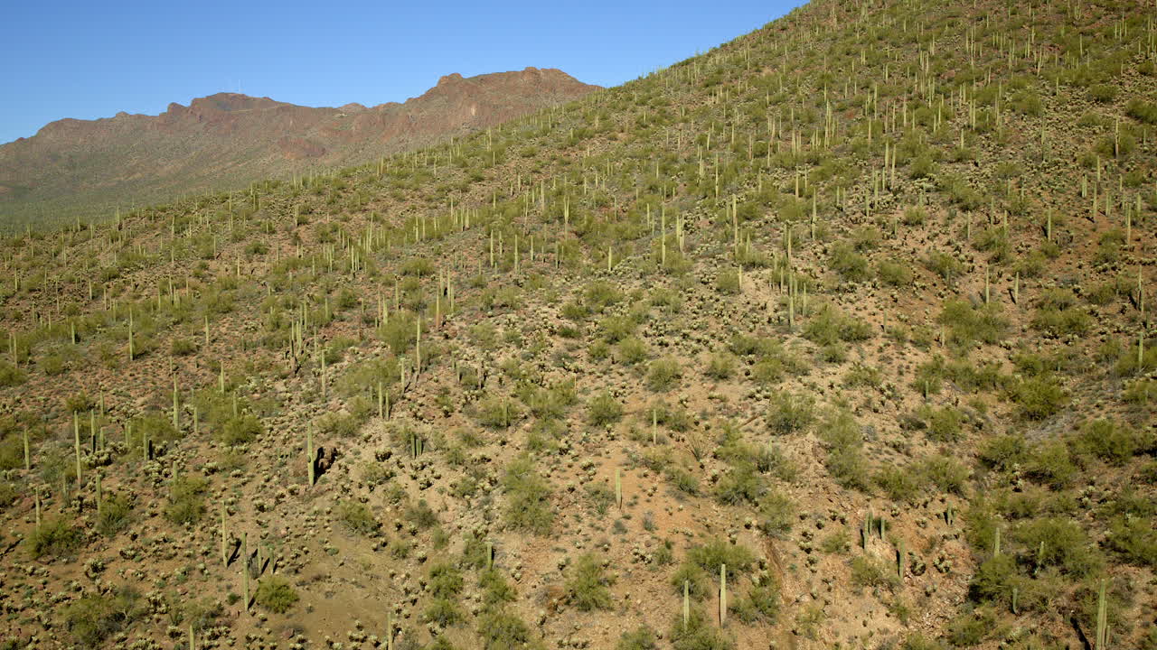 imágenes de drones de un desierto lleno de cactus saguaro que crecen a lo largo de las laderas de las montañas