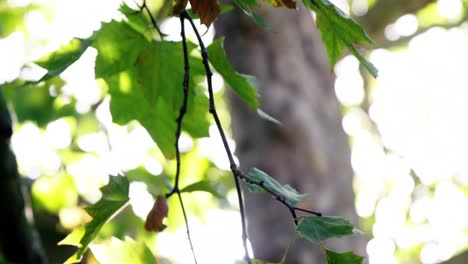 Close-up-of-tree-in-garden