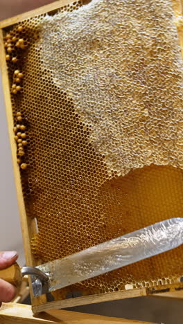 Uncovering the sealed wax cells full of honey. Apiarist opens the frames with electric device for extracting honey. Vertical video