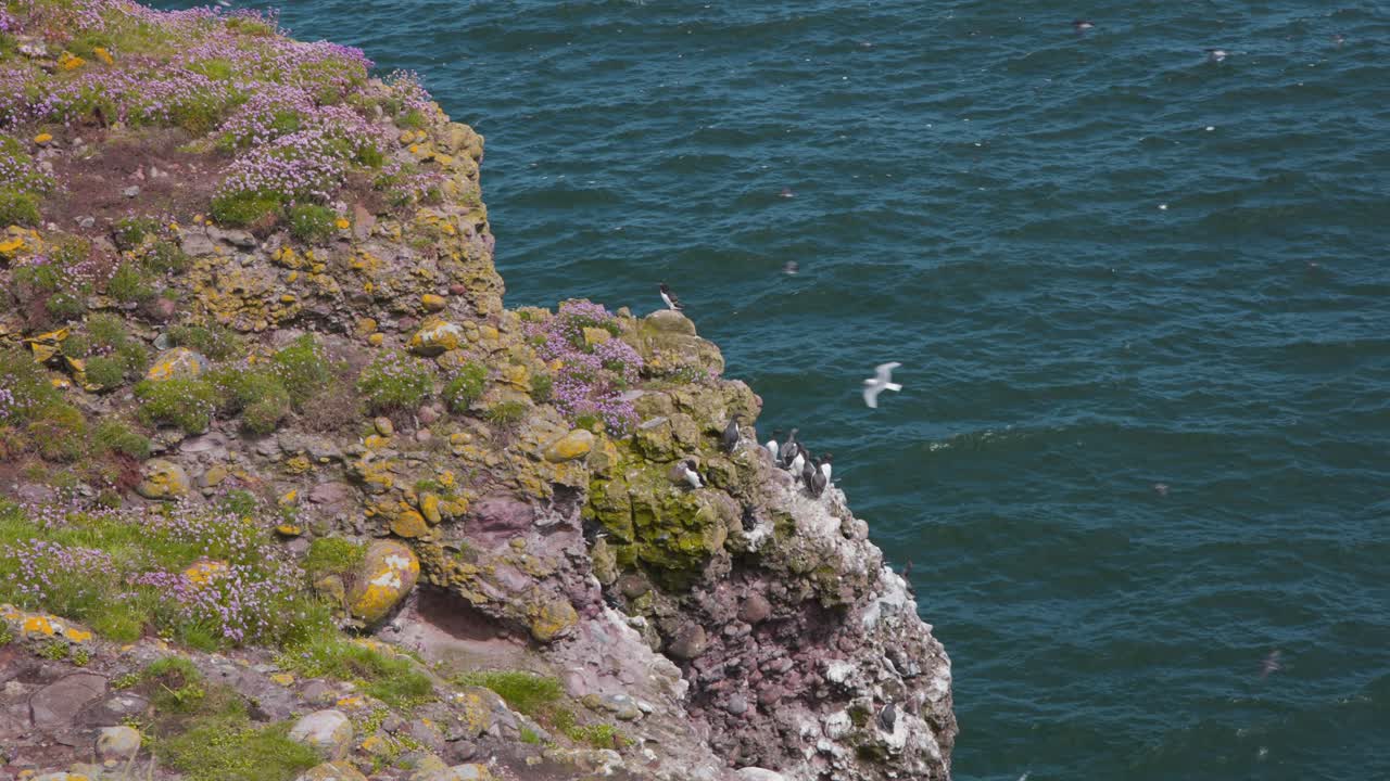araos en el acantilado fowlsheugh, otras aves marinas volando, escocia