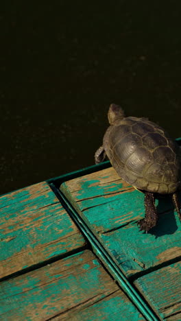 tortoise walking on wooden bridge. turtle jumps into the water in the river. river tortoise walking away to water. vertical video