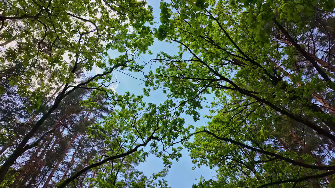 Looking up to the trees on a sunny day, travelling in