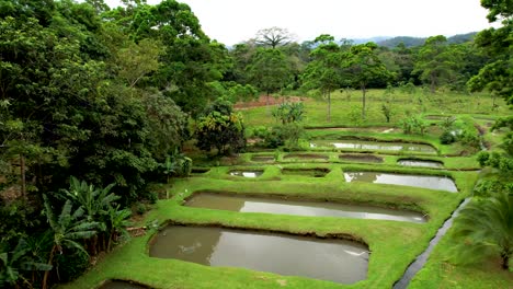 fish farming ponds in central american rainforest farm- aerial rotate left