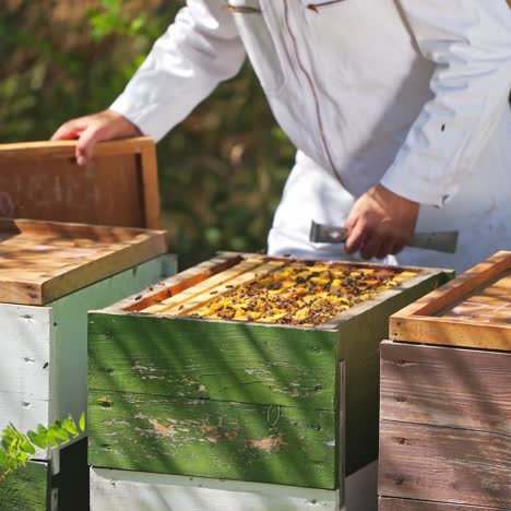 wooden bee hives. apiarist in white suit looking after the bees in hives in summer. beekeeping process. close-up