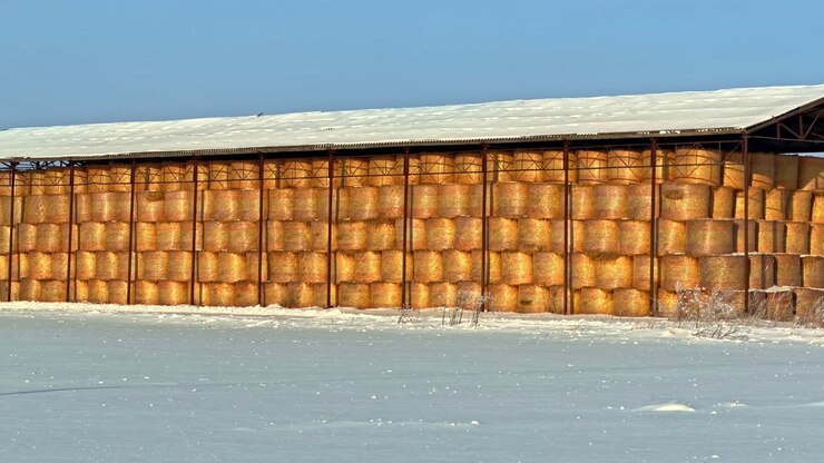 Hay bales stacked under a shelter, winter storage on a snowy farm field