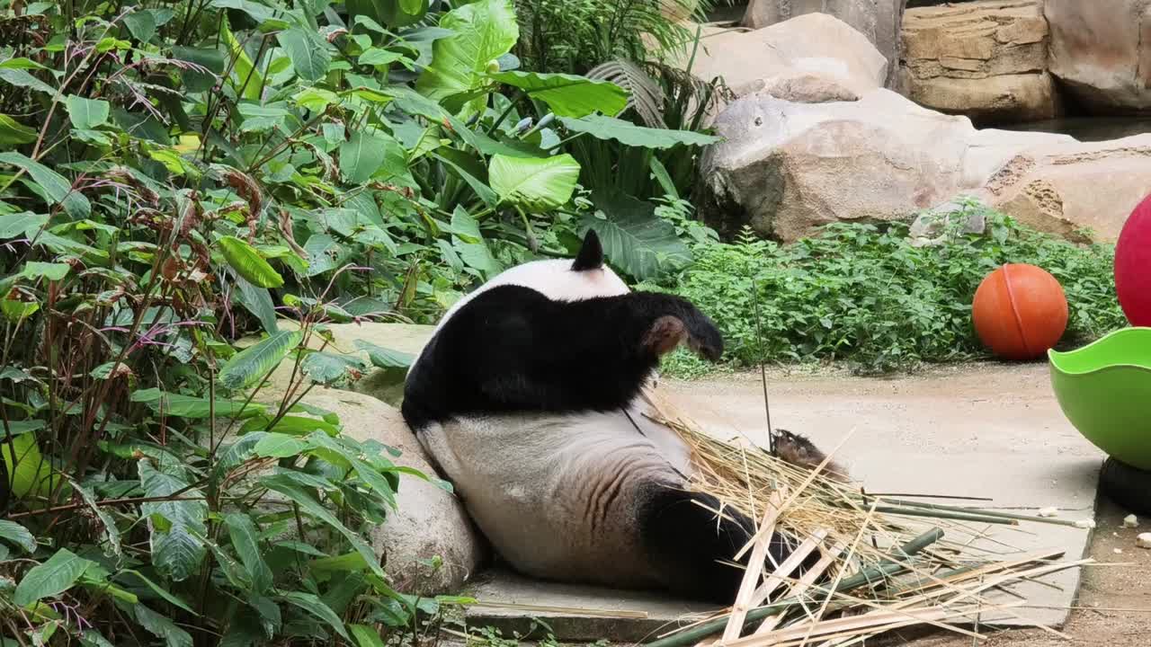 el panda se relaja en el zoológico.
