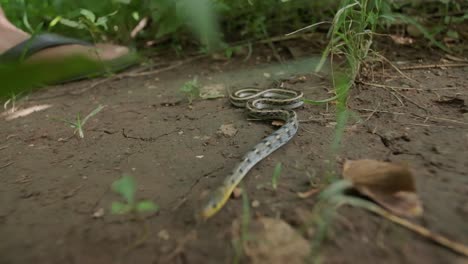 Striped-keelback-snake-slithering-under-sliding-camera-slow-motion