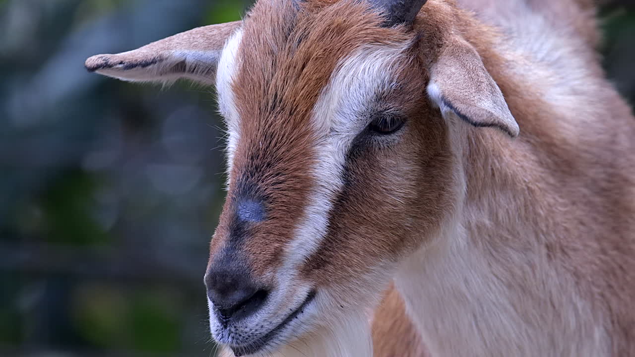 조용히 밖에서 무언가를 바라보는 염소 - slowmo