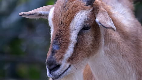 a goat quietly looking at something outdoors - slowmo