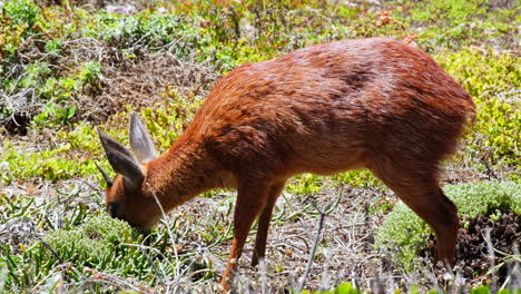 Kap-Grysbock-Raphicerus-Melanotis-Weidet-Im-Buschland-An-Der-Küste,-Profilaufnahme