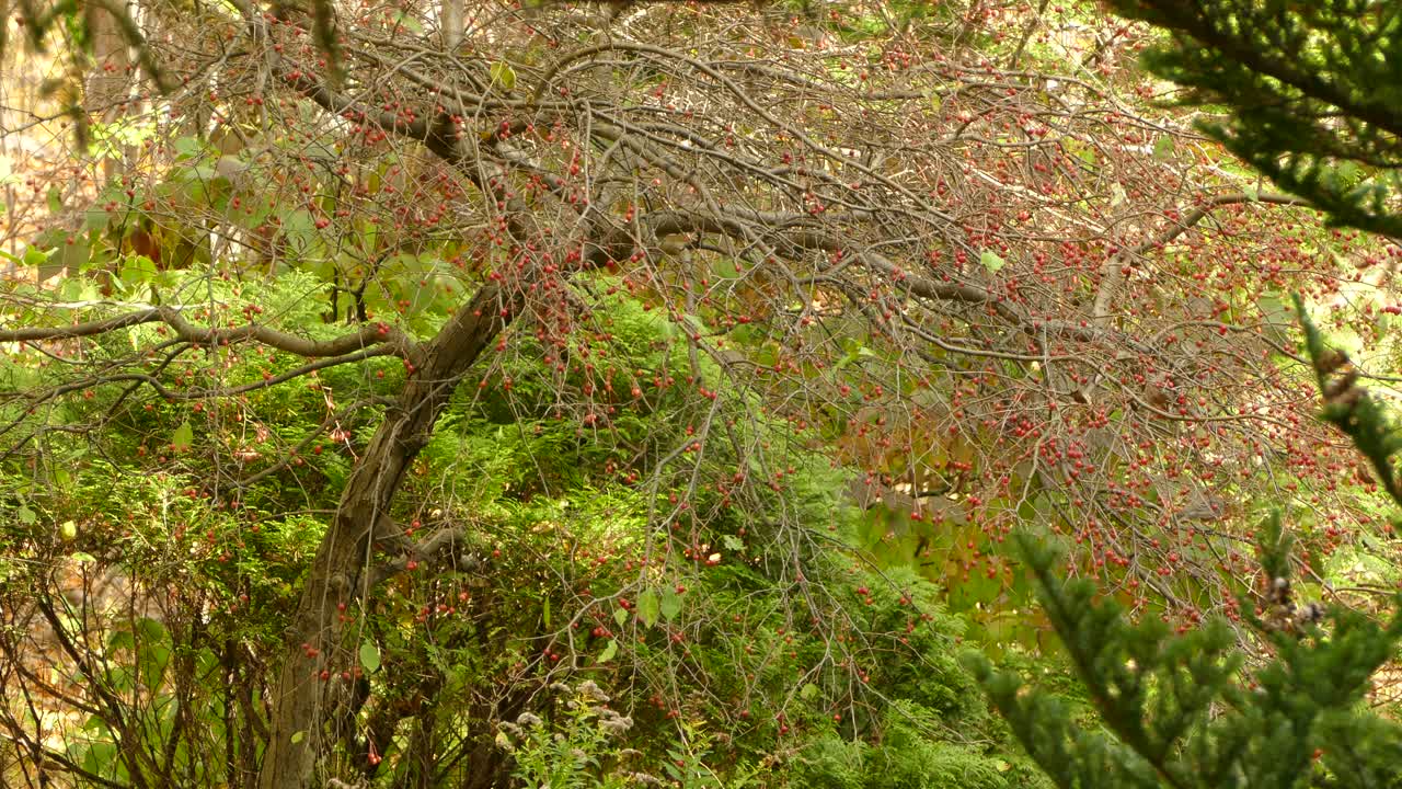 ¿cuántos pájaros puedes encontrar en esta pintoresca escena de otoño con árboles en frutas?