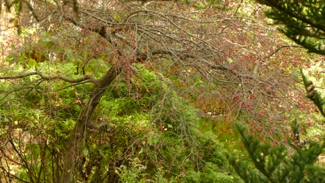 Wie-Viele-Vögel-Kann-Man-In-Dieser-Malerischen-Herbstszene-Mit-Einem-Baum-Voller-Früchte-Finden?