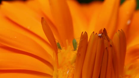 Primer-Plano-De-Una-Flor-De-Caléndula-Con-Mosca-Verde-Posada-Sobre-Ella